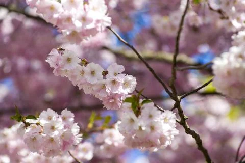 Close-up of sakura tree full in blooming pink flowers Stock Photos