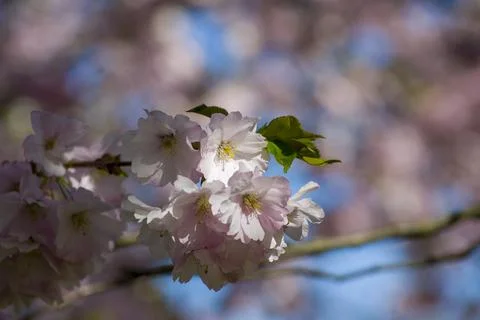 Close-up of sakura tree full in blooming pink flowers Stock Photos