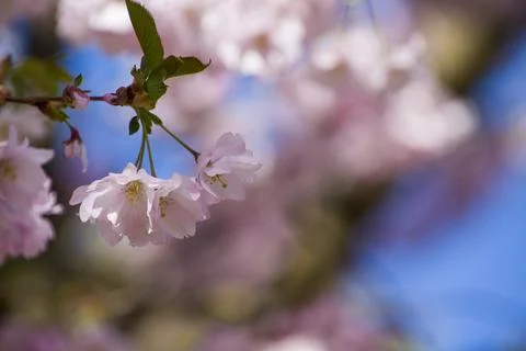 Close-up of sakura tree full in blooming pink flowers Stock Photos