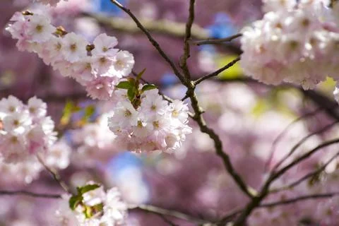Close-up of sakura tree full in blooming pink flowers Stock Photos
