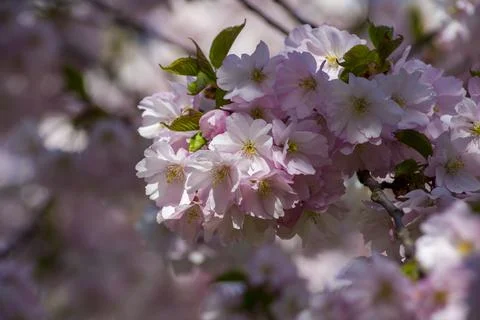 Close-up of sakura tree full in blooming pink flowers Stock Photos