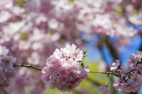 Close-up of sakura tree full in blooming pink flowers Stock Photos