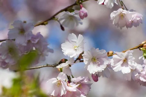 Close-up of sakura tree full in blooming pink flowers Stock Photos