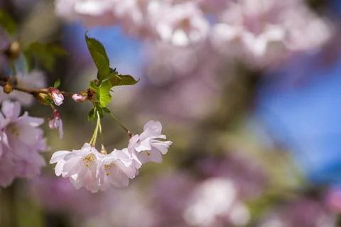 Close-up of sakura tree full in blooming pink flowers Stock Photos