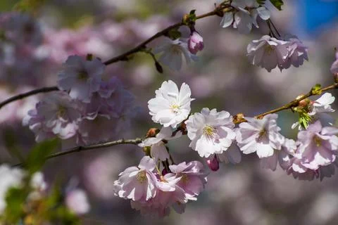 Close-up of sakura tree full in blooming pink flowers Stock Photos