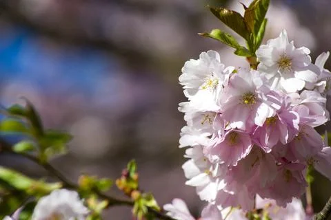 Close-up of sakura tree full in blooming pink flowers Stock Photos