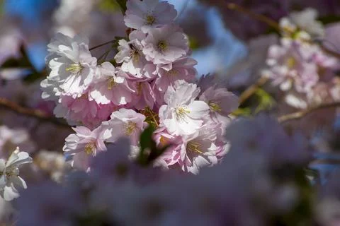 Close-up of sakura tree full in blooming pink flowers Stock Photos