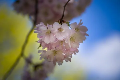 Close-up of sakura tree full in blooming pink flowers Stock Photos