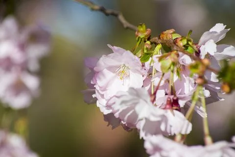 Close-up of sakura tree full in blooming pink flowers Stock Photos