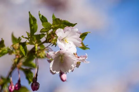 Close-up of sakura tree full in blooming pink flowers Stock Photos