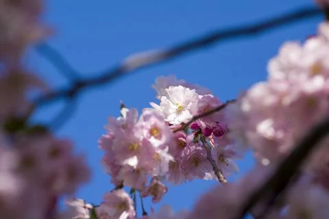 Close-up of sakura tree full in blooming pink flowers Stock Photos