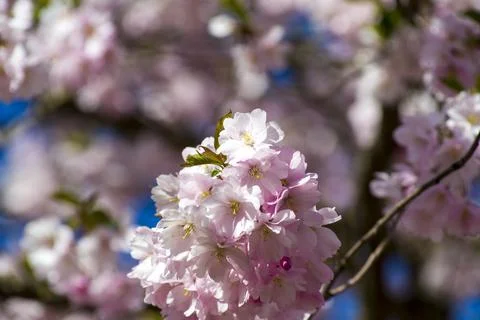 Close-up of sakura tree full in blooming pink flowers Stock Photos