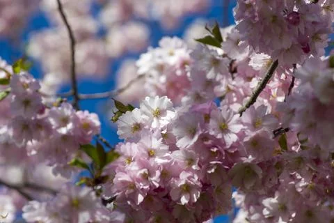 Close-up of sakura tree full in blooming pink flowers Stock Photos