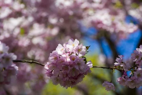Close-up of sakura tree full in blooming pink flowers Stock Photos