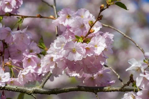 Close-up of sakura tree full in blooming pink flowers Stock Photos
