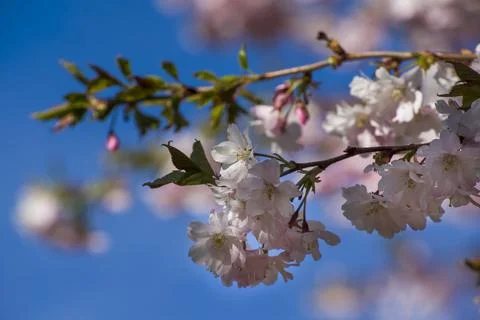 Close-up of sakura tree full in blooming pink flowers Stock Photos