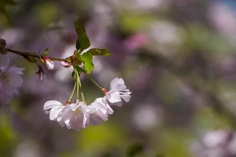 Close-up of sakura tree full in blooming pink flowers Stock Photos