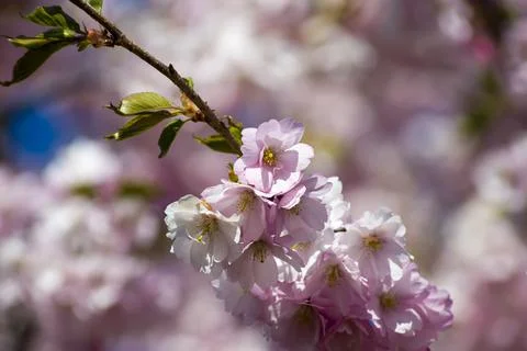 Close-up of sakura tree full in blooming pink flowers Stock Photos