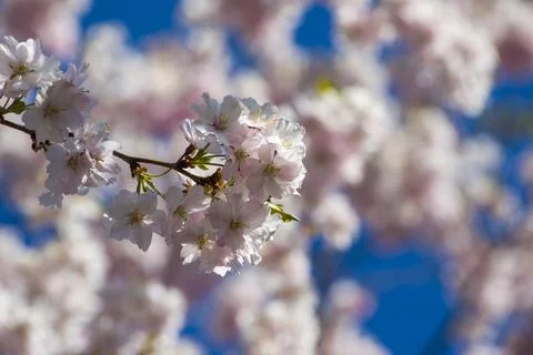 Close-up of sakura tree full in blooming pink flowers Stock Photos