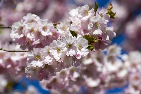 Close-up of sakura tree full in blooming pink flowers Foto stock