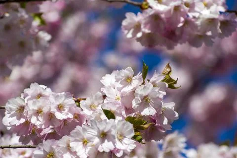 Close-up of sakura tree full in blooming pink flowers Stock Photos