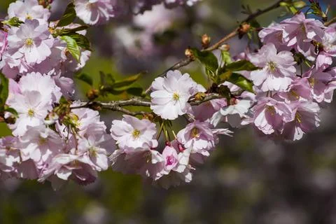 Close-up of sakura tree full in blooming pink flowers Stock Photos