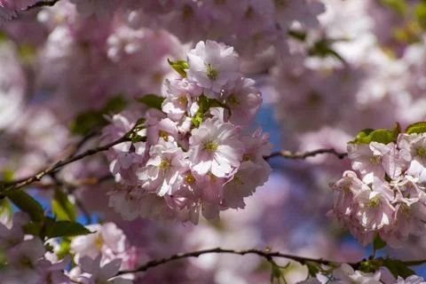 Close-up of sakura tree full in blooming pink flowers Stock Photos