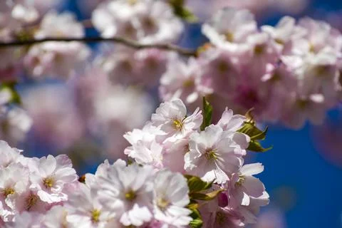 Close-up of sakura tree full in blooming pink flowers Stock Photos