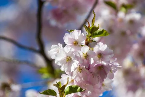 Close-up of sakura tree full in blooming pink flowers Stock Photos