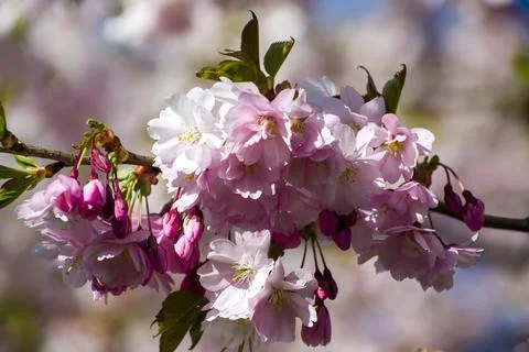 Close-up of sakura tree full in blooming pink flowers Stock Photos