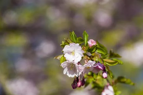Close-up of sakura tree full in blooming pink flowers Stock Photos