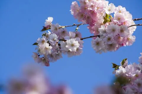 Close-up of sakura tree full in blooming pink flowers Stock Photos