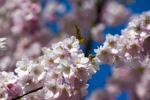 Close-up of sakura tree full in blooming pink flowers Stock Photos
