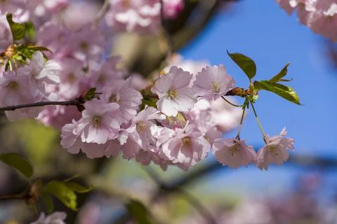 Close-up of sakura tree full in blooming pink flowers Stock Photos