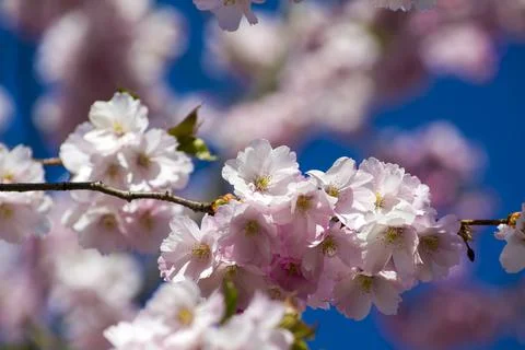 Close-up of sakura tree full in blooming pink flowers Stock Photos