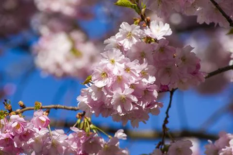 Close-up of sakura tree full in blooming pink flowers Stock Photos