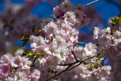 Close-up of sakura tree full in blooming pink flowers Foto stock