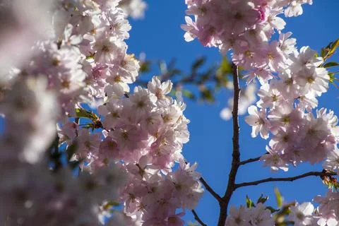 Close-up of sakura tree full in blooming pink flowers Stock Photos