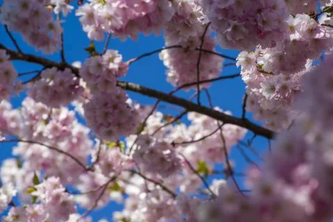 Close-up of sakura tree full in blooming pink flowers Stock Photos
