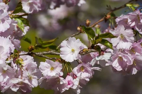 Close-up of sakura tree full in blooming pink flowers Stock Photos