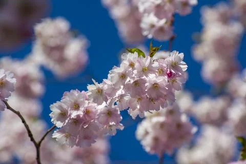 Close-up of sakura tree full in blooming pink flowers Stock Photos