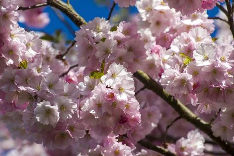 Close-up of sakura tree full in blooming pink flowers Stock Photos