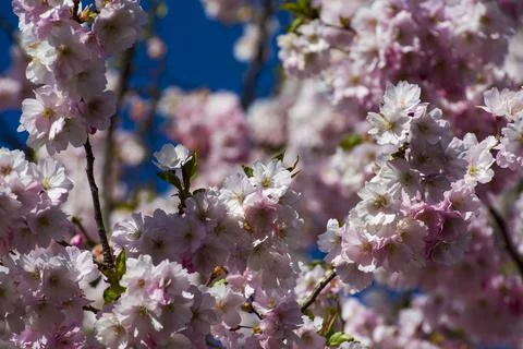 Close-up of sakura tree full in blooming pink flowers Stock Photos