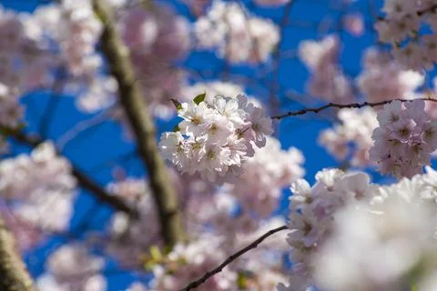Close-up of sakura tree full in blooming pink flowers Foto stock