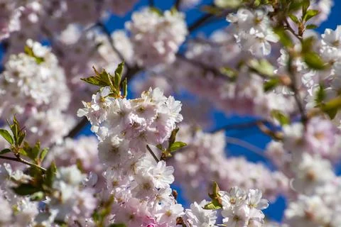 Close-up of sakura tree full in blooming pink flowers Stock Photos