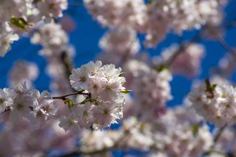 Close-up of sakura tree full in blooming pink flowers Stock Photos