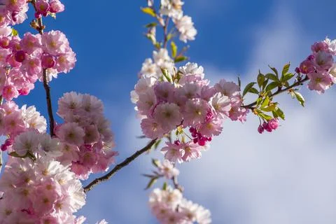 Close-up of sakura tree full in blooming pink flowers Stock Photos