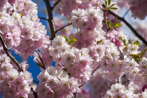 Close-up of sakura tree full in blooming pink flowers Stock Photos