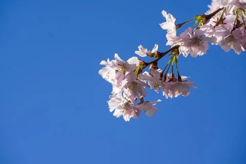 Close-up of sakura tree full in blooming pink flowers Stock Photos