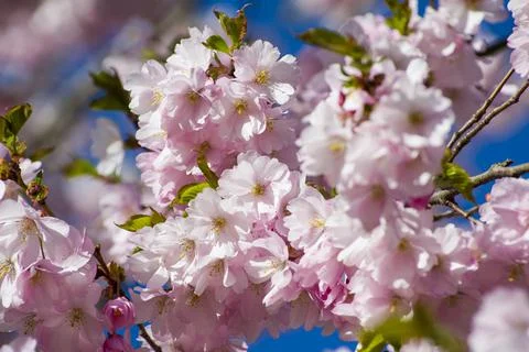 Close-up of sakura tree full in blooming pink flowers Stock Photos